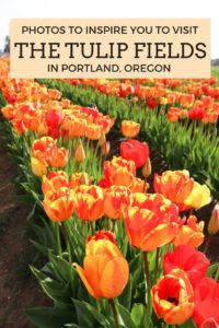 Photos to inspire you to visit tulip fields in Portland, Oregon. Such a pretty spring activity!