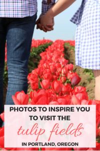 Photos to inspire you to visit the tulip fields at the Wooden Shoe Tulip Festival in Portland, Oregon, USA