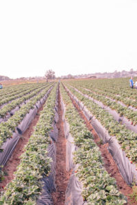 Carlsbad strawberry company strawberry fields and strawberry picking