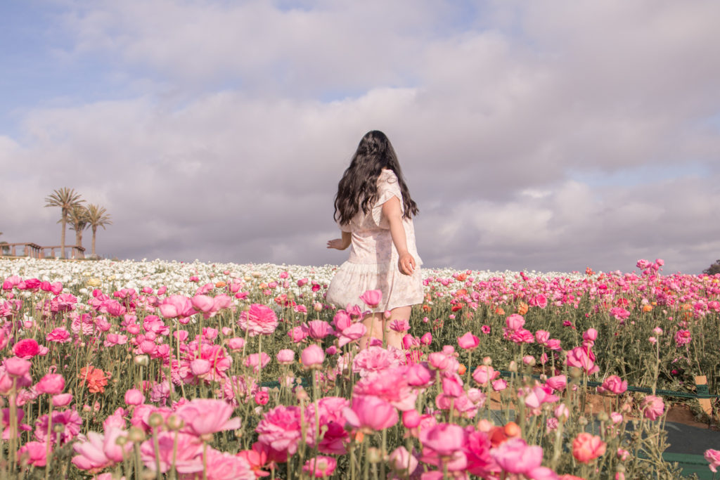 Carlsbad Flower Fields, things to do in the spring in Carlsbad