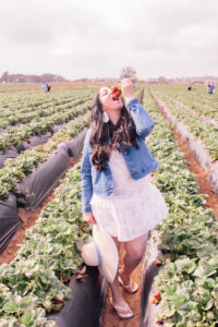 Strawberry picking in Carlsbad