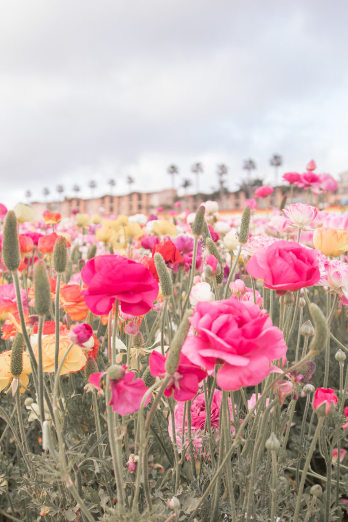 Carlsbad Flower Fields, things to do in the spring in Carlsbad