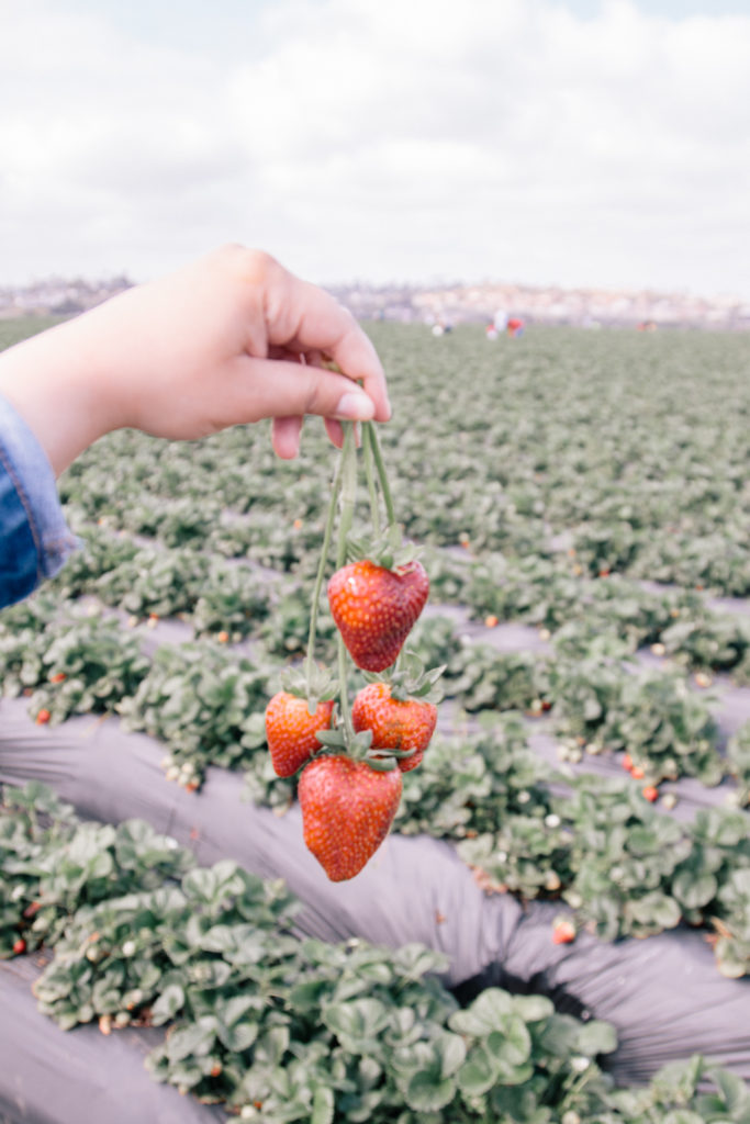 Strawberry picking in Carlsbad, fun spring things to do in Carlsbad