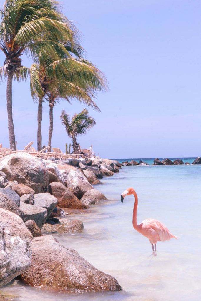 Romantic things to do on Aruba honeymoon or romantic getaway: Flamingo Beach