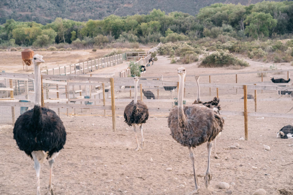 Ostrich Land things to do in Buellton California